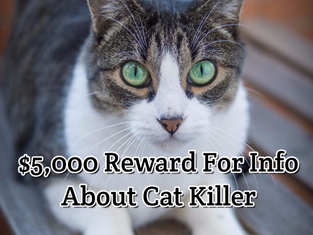 Nassau SPCA Offering Reward For Info On Cat Killer | Garden City, NY Patch