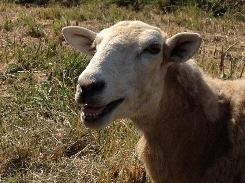 Five Things You Don't Want To Miss At This Week's Somerset County 4-H Fair