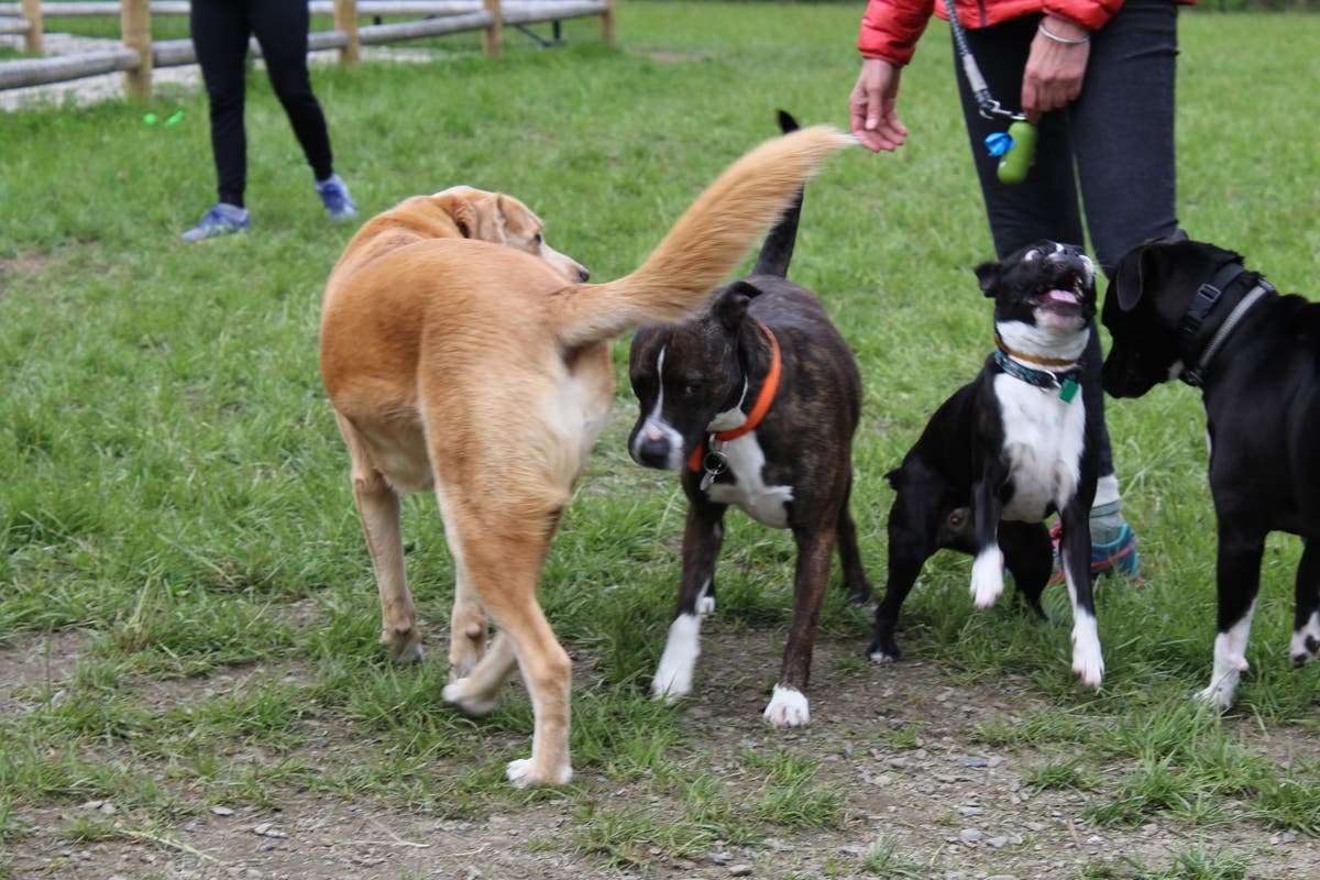 Portsmouth Dog Park Opens Photos Portsmouth, RI Patch