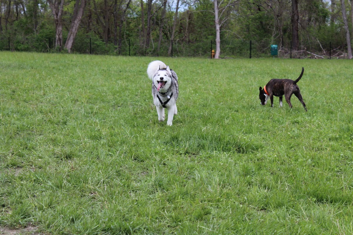 Portsmouth Dog Park Opens Photos Portsmouth, RI Patch