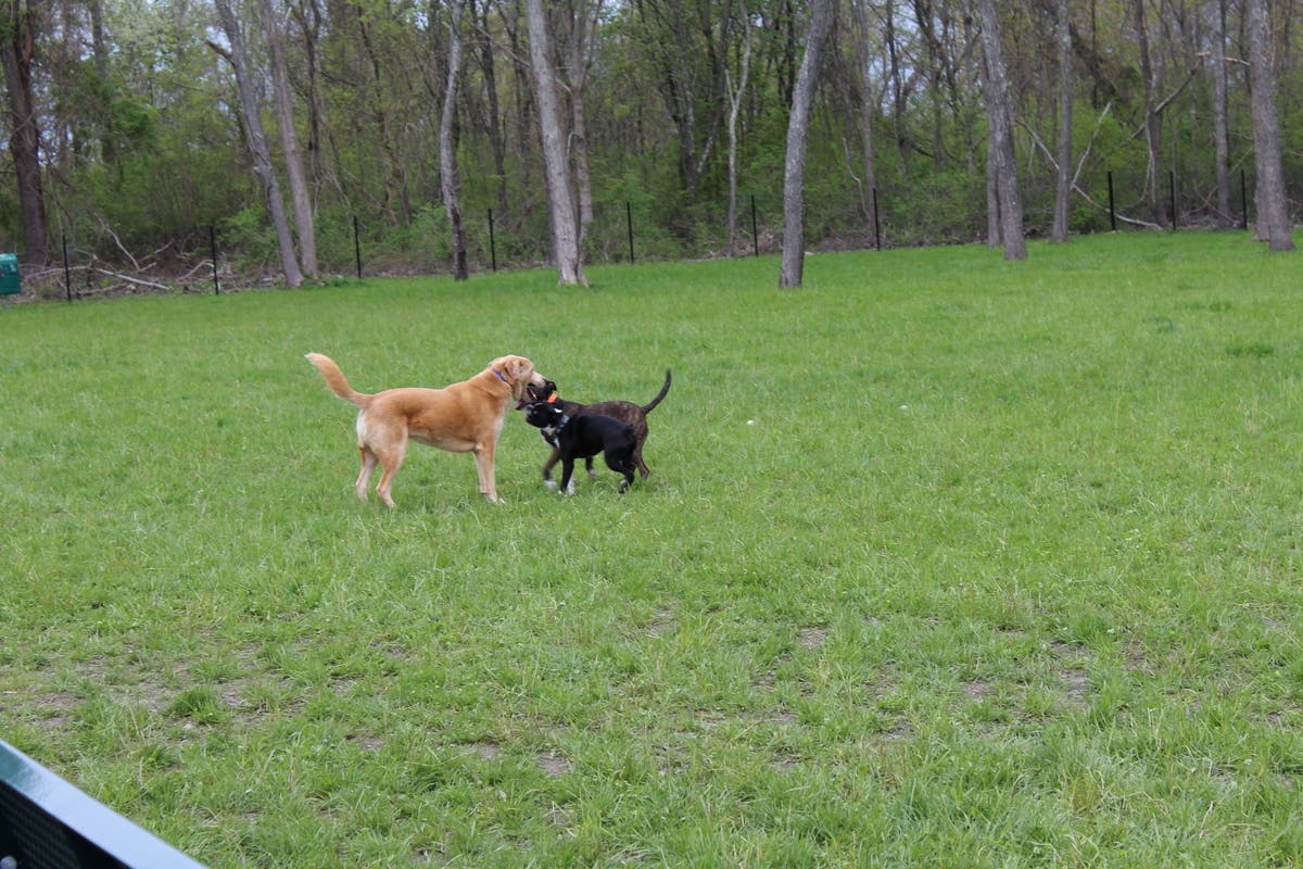 Portsmouth Dog Park Opens Photos Portsmouth, RI Patch