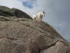 Our campsite and hiking trails were frequented by mountain goats