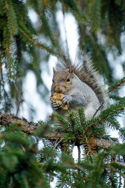 Image via Marvin Snakenberg, Flickr