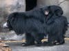 Sloth bear cubs ride on their mothers' backs by clinging to the long fur. 