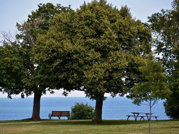 A man pulled from Lake Erie, near an Avon Lake park, has died. 
