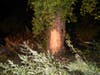 A pickup truck flipped and hit a tree after going off I-90 on Tuesday night. The driver was killed. 