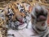 Two Amur tiger cubs were born recently at the Cleveland Metroparks Zoo. 