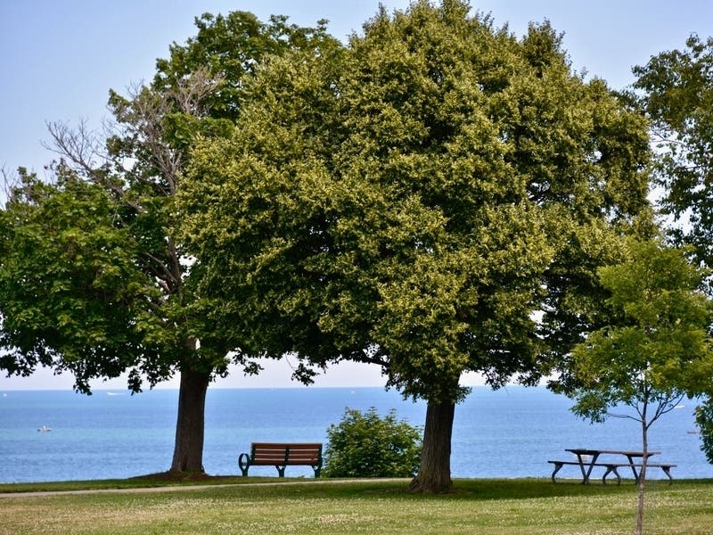 Lakewood Park is one of several urban forests maintained in Lakewood. 