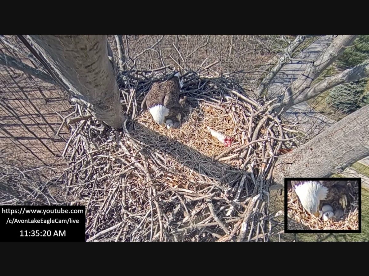 A baby bald eagle was born in Avon Lake on Sunday. 