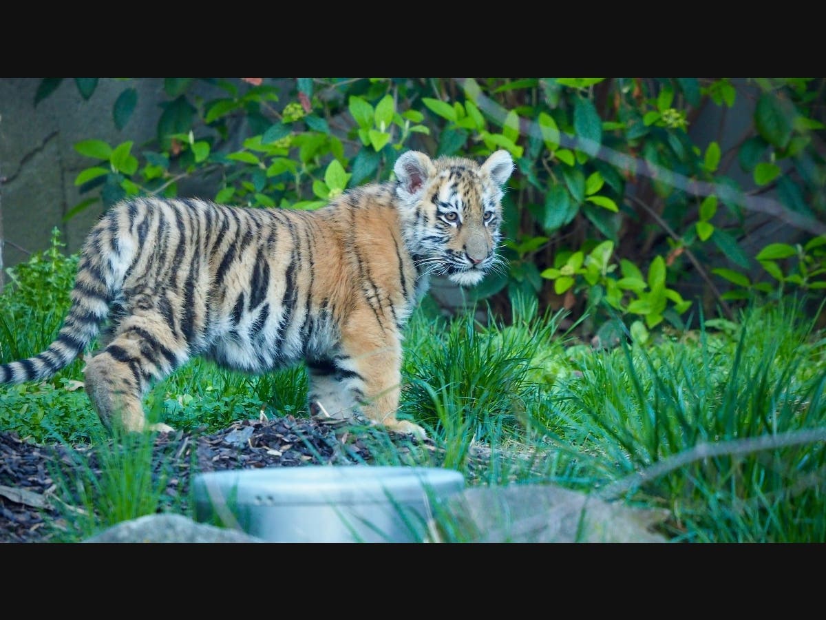 https://patch.com/img/cdn20/users/22896693/20210414/092859/styles/patch_image/public/tiger-cubs-via-cleveland-zoological-society-gina-wilkolak-1___14092818660.jpg