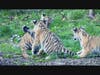 Tiger Cubs on Exhibit April 2021