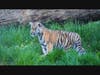 Tiger Cubs on Exhibit April 2021