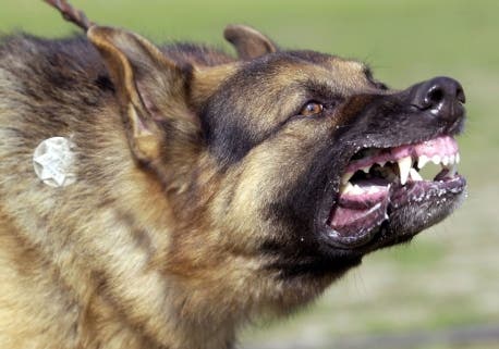The U.S. Postal Service on Thursday ranked every city for dog attacks.