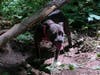 The dog seen here was found tied to a tree in Chester County over the weekend.