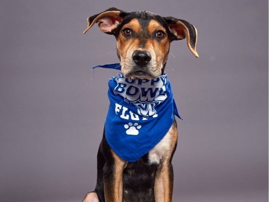 Coach will represent Morris Animal Refuge in the annual Puppy Bowl this year.
