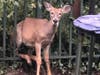 A deer was rescued from a residential fence in Lower Merion recently thanks to two Lower Merion Police officers