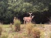 The deer was reunited with its family after police freed it from the fence.