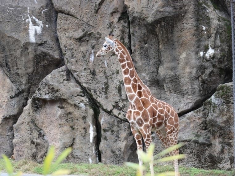 Bea is an 8-foot-tall, 1,000-plus-pound, 15-month old female giraffe who recently came to the zoo all the way from Knoxville, Tennessee.