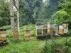Norris Childs keeps bees at his Germantown home and sells their honey and wax.
