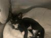 One of the five cats rescued from Florida after Hurricane Ian hit the region.