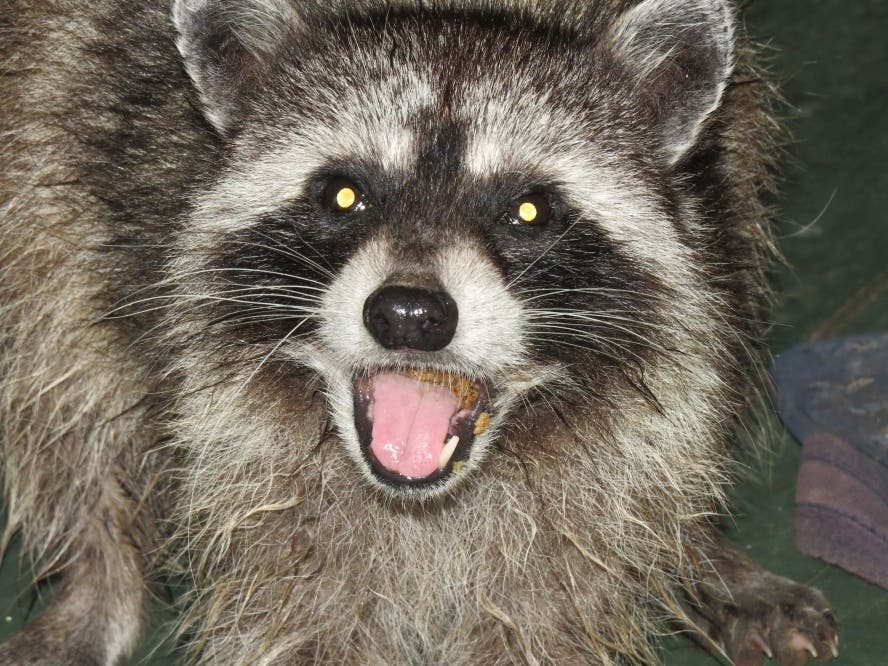 Rabid Raccoon Identified In Roxborough, Health Officials Warn