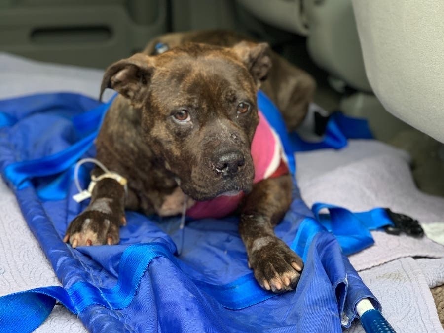 Alexia, seen here, was found suffering from gunshot wounds in Kingsessing last week. Another dog was found shot dead nearby a few days later.
