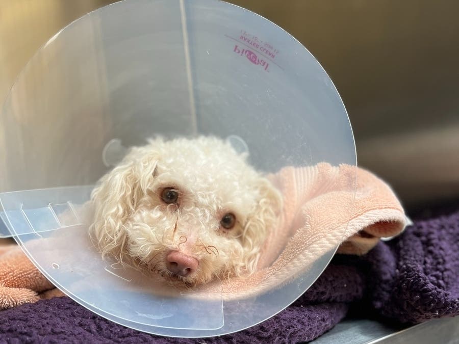 Toodles is recovering after being found unconscious and unresponsive in Kensington Monday, officials said