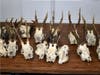 Twenty horned animal skulls destined for Tampa, Florida were seized in Philadelphia recently.