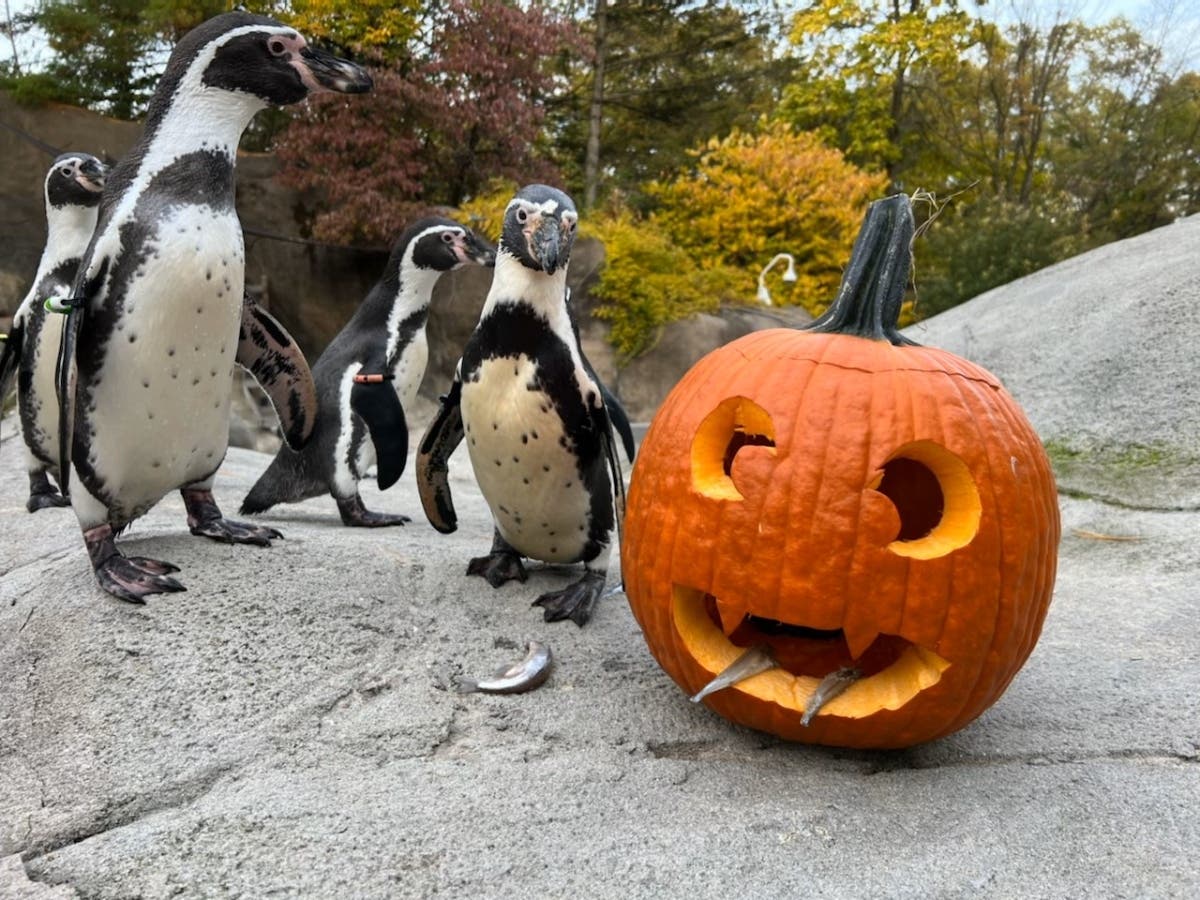 Tentative schedule for pumpkin feedings below.