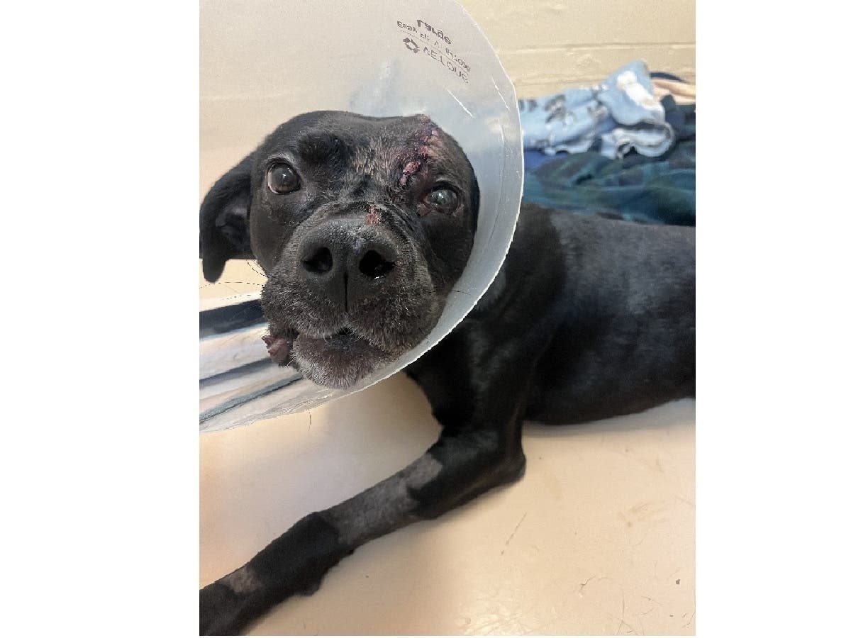 Maverick, despite being shot in the head, is doing well and is stable under the care of the Pennsylvania SPCA’s veterinary team.