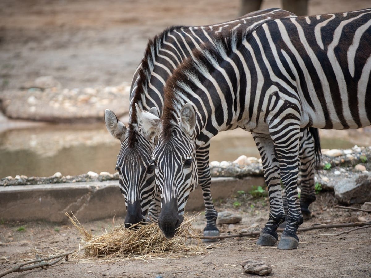 Guests can also enjoy 20 percent off all February Behind-the-Scenes Experiences for those wanting memories together with their favorite animals.