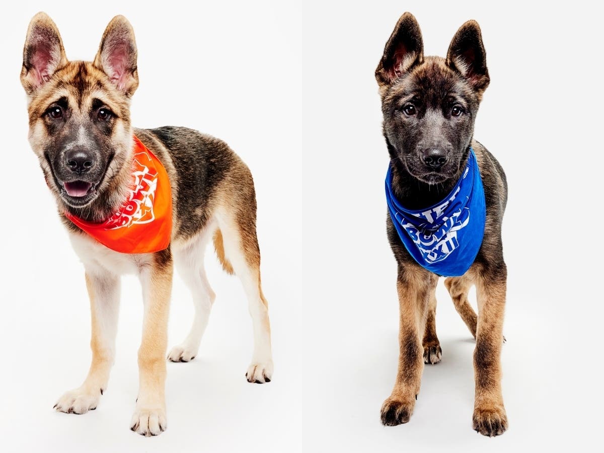 Brothers DeVon-tails Smith​ and Teddy from Providence Animal Center in Media will "compete" on opposite teams in Puppy Bowl XXII Sunday afternoon.