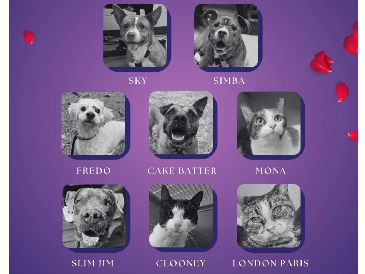 Eight senior pets in the care of the Pennsylvania SPCA will be featured for adoption as part of the group's "TAIL As Old As Time" initiative, held in partnership with Ensemble Arts Philly and Disney’s "Beauty and the Beast."