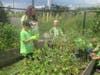 I Grow-Community garden