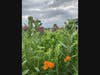Lemont Township Heritage Woodland Sanctuary
