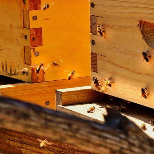 Backyard Beekeeping - Summer Heat and Dearth