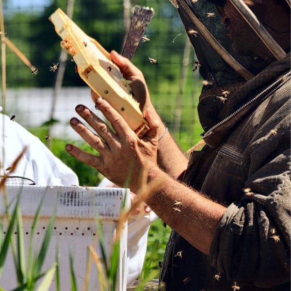 Backyard Beekeeping – Nectar Flow and Parasites