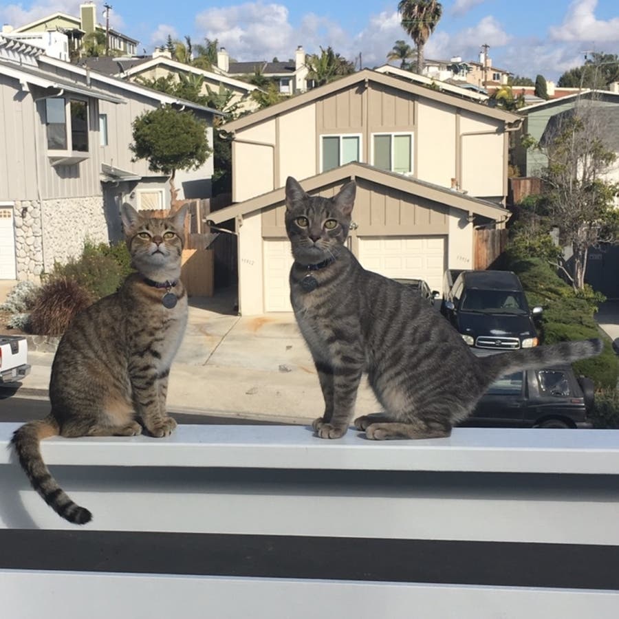 Rescued Kittens Turn 1! OCFA Firefighter Adopted Both Cats | Orange ...