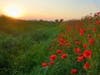 Poppy Flowers 