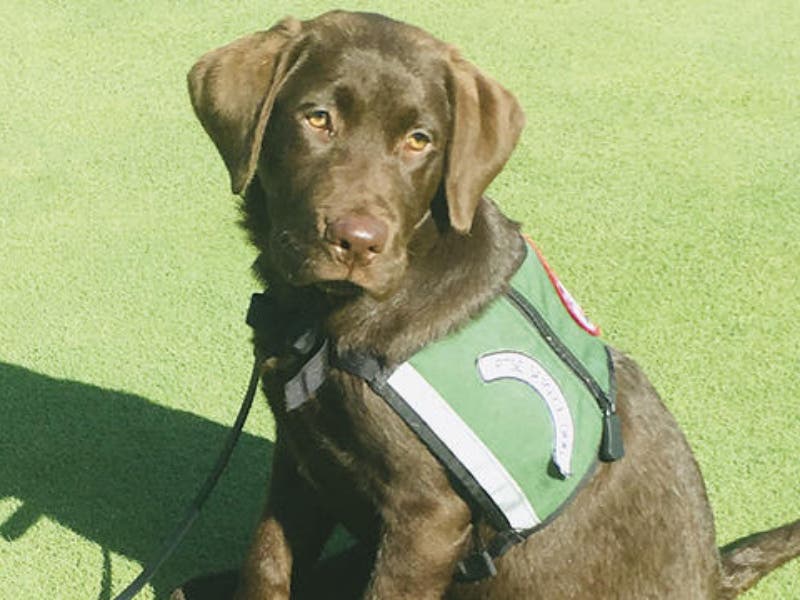 chow chow service dog