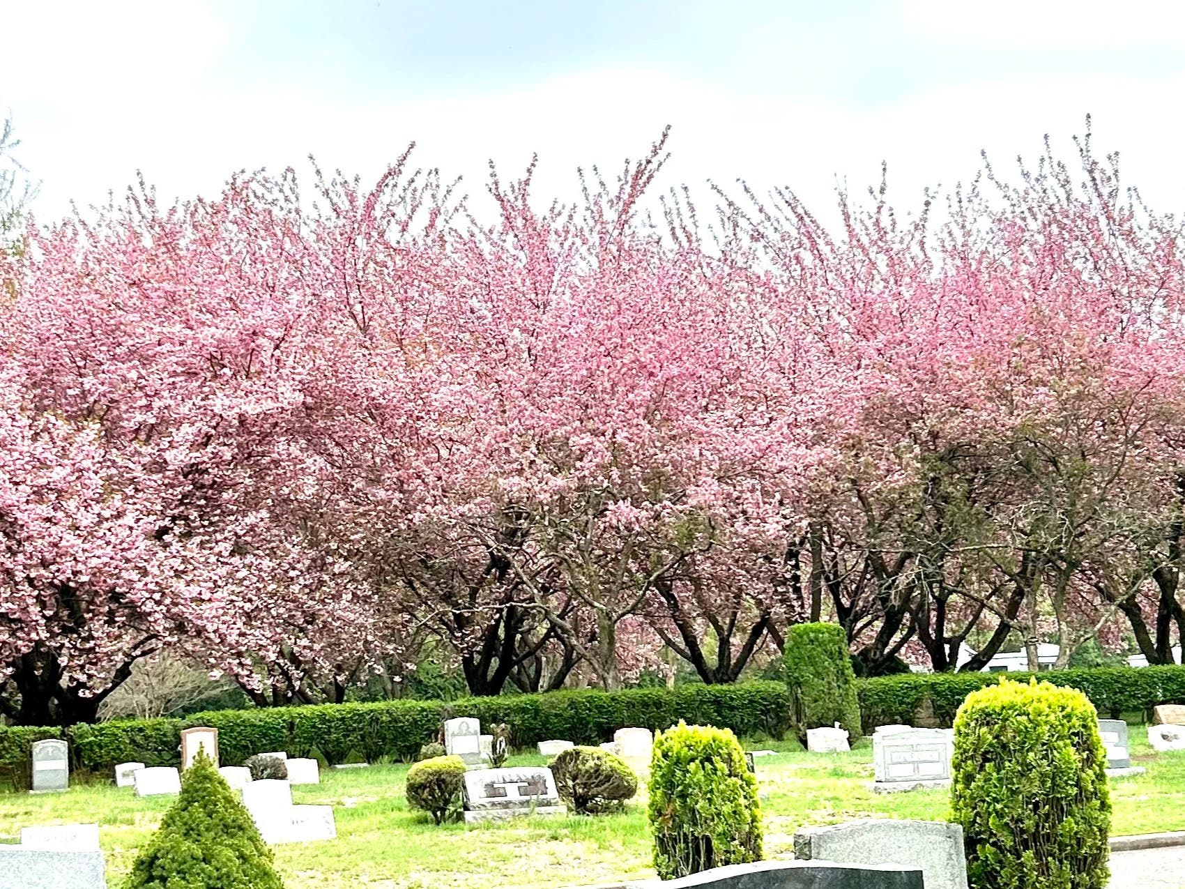 Fairview Cemetery & Arboretum Walking Tour