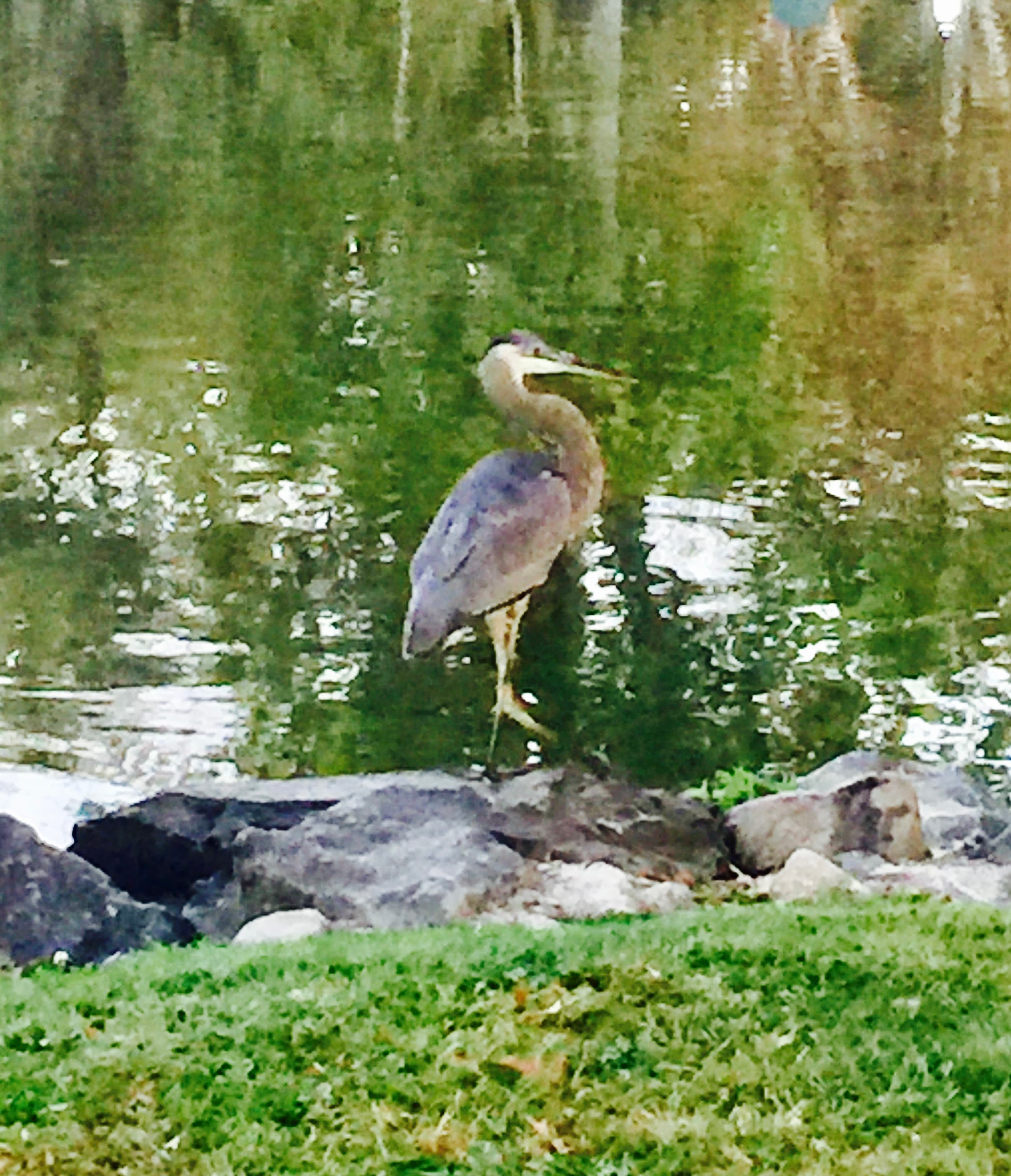 CALLING ALL BIRD ENTHUSIASTS - BIRD WALK AT FAIRVIEW – May 9, 2026