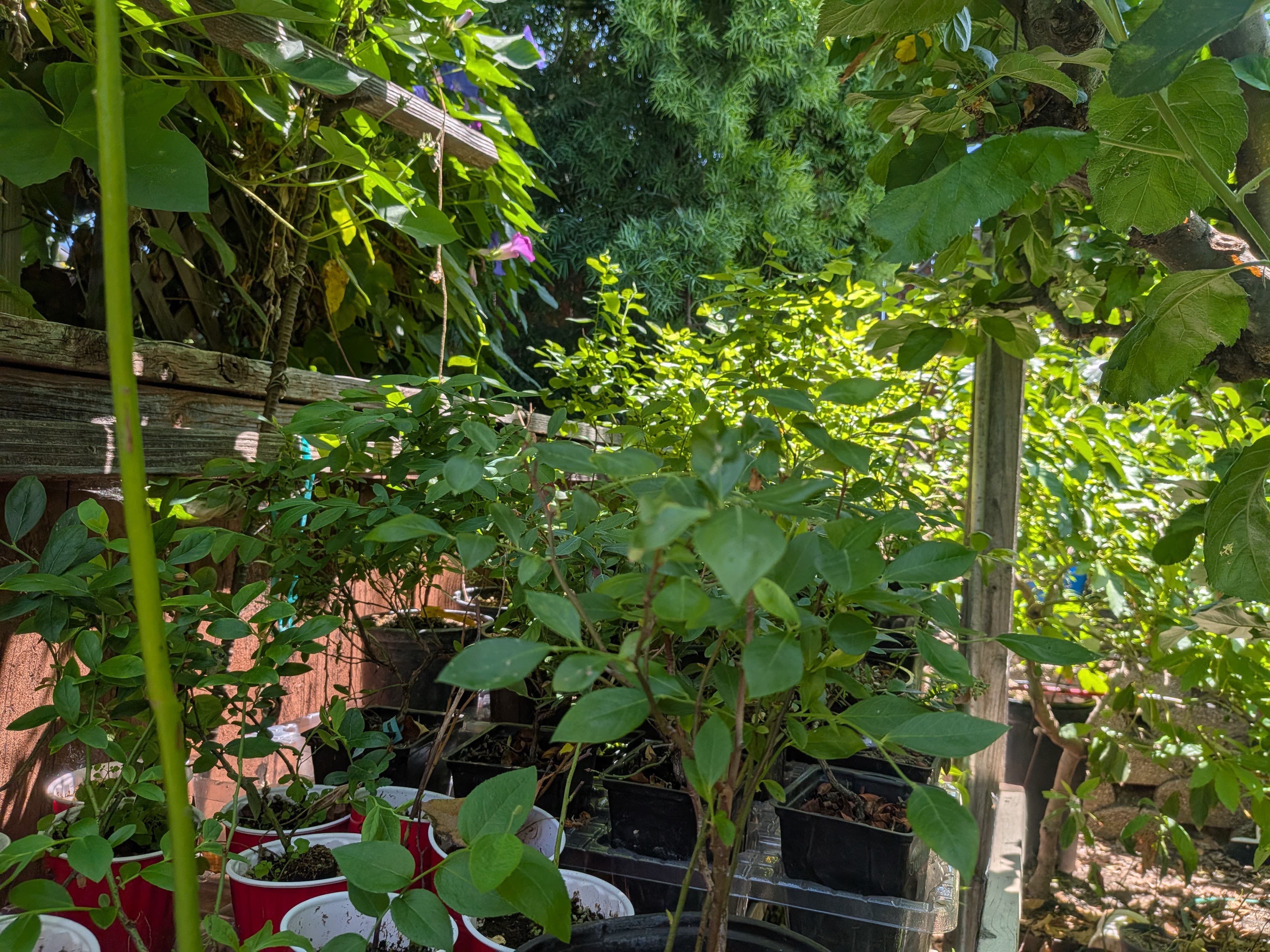 We have many Blueberry varieties for sale