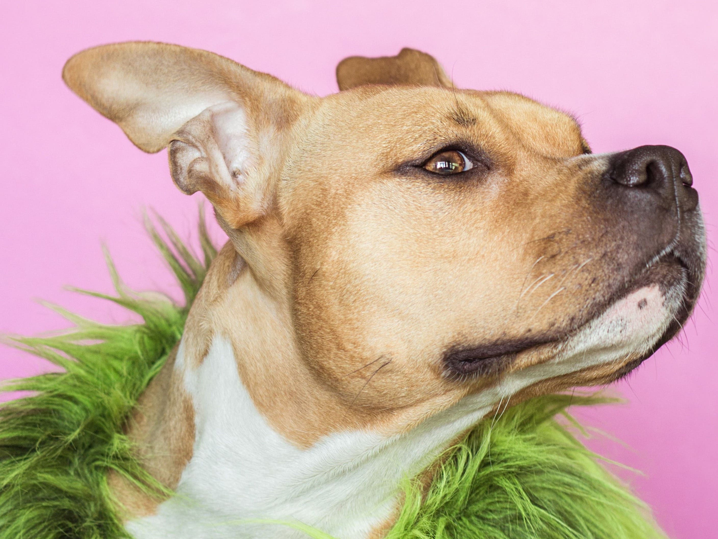 Mar 4 Kevin O'Connor & Doggy Fashion Show at 2023 PA Home + Garden