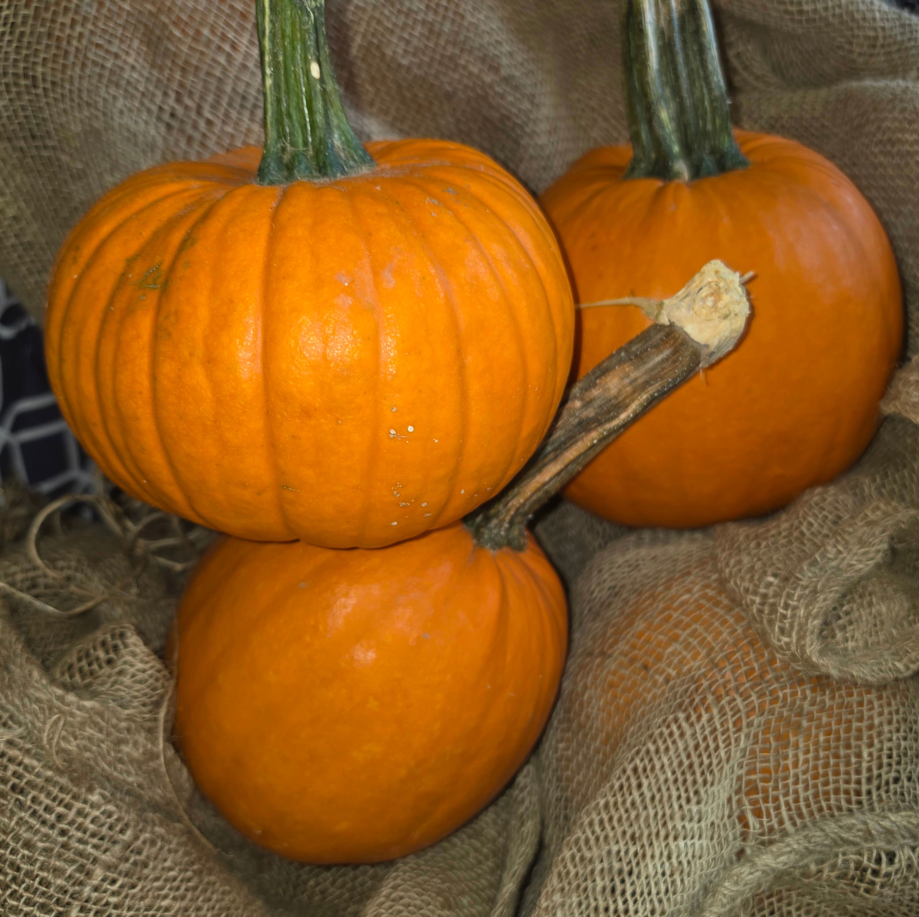 Yardley Farmers Market