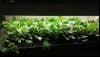 RMHS 12-day growth of Micro Mix.