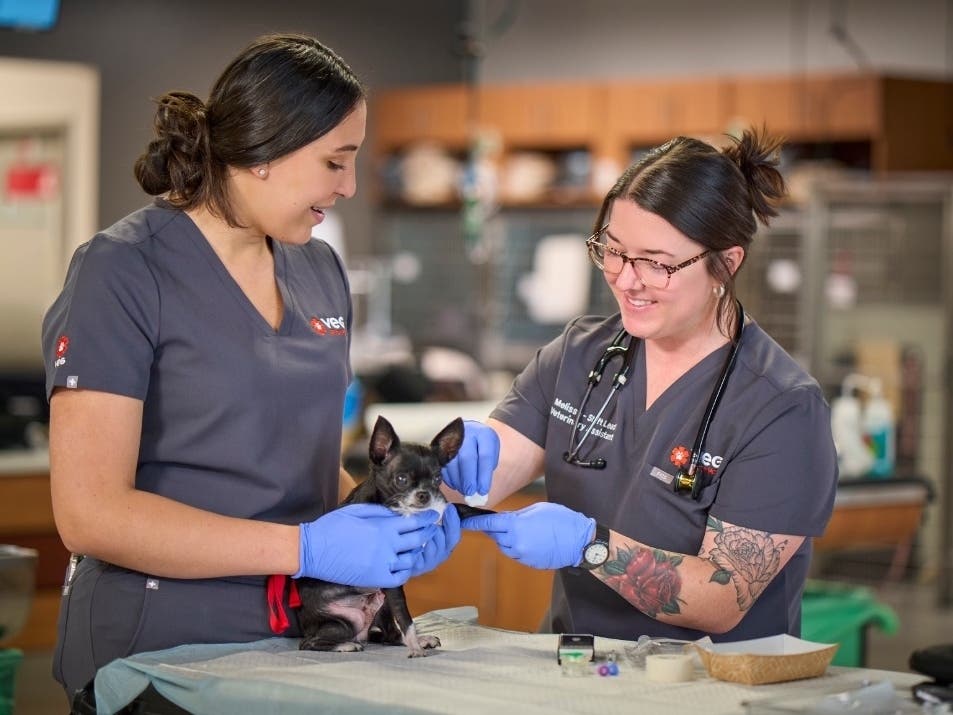 A ribbon-cutting for the 24/7 Manhattan Beach pet emergency room is planned for 11:30 am on April 1.