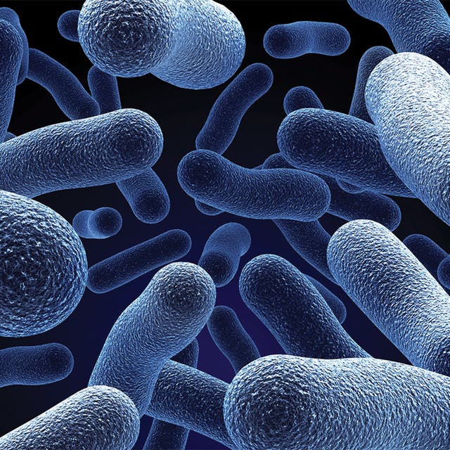 Can Taking Probiotics Cause Diarrhea? Beverly Hills, CA Patch