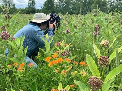 OU professor conducting pollinator surveys in Oakland County park - Vimarsana News