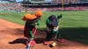 Wally97 and Tessie sweep homeplate at Fenway Park